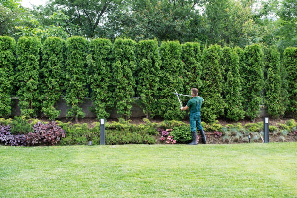 Lawn Renovation and Restoration in New Brighton, MN