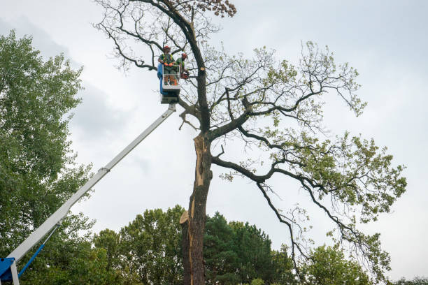 Best Arborist Consultation Services  in New Brighton, MN