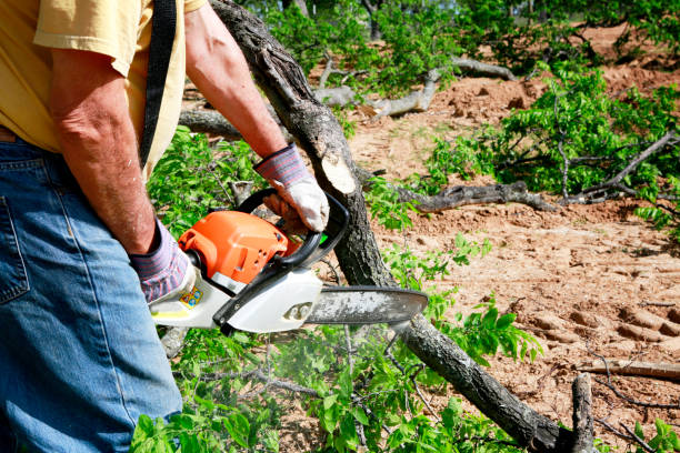 How Our Tree Care Process Works  in  New Brighton, MN